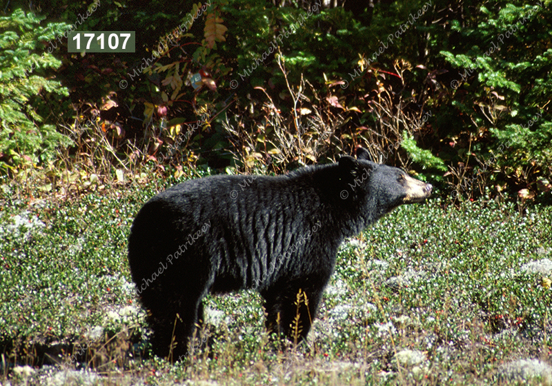 American Black Bear (Ursus americanus)